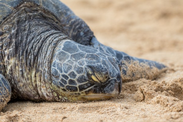 Honu eyes closed by Kevin Barrett